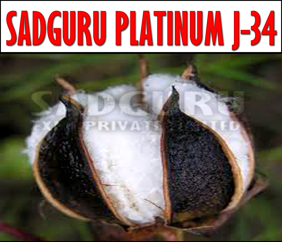 Sadguru Platinum J-34 Raw Cotton Manufacturer Supplier Wholesale Exporter Importer Buyer Trader Retailer in jamnagar Gujarat India